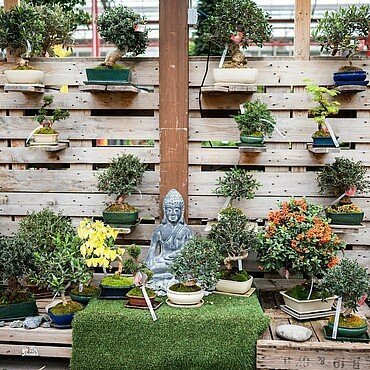 Bonsai-Bäume auf Halterungen an einem Holzzaun und ein Deko-Buddha im „Dinger's Gartencenter“ in Vogelsang