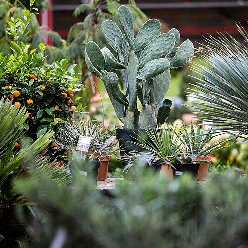 Orangenbäumchen, Kaktus und Palmen im Dinger's Gartencenter in Vogelsang