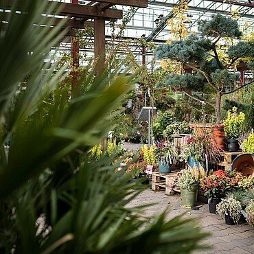 Pflanzen im „Dinger's Gartencenter“ in Vogelsang