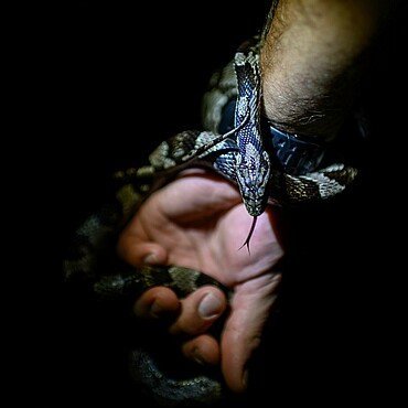 Python in der Hand des Kölner Zoobegleiters bei der Taschenlampenführung im Kölner Zoo