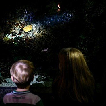 Kinder betrachten einen Fisch bei der Taschenlampenführung im Kölner Zoo