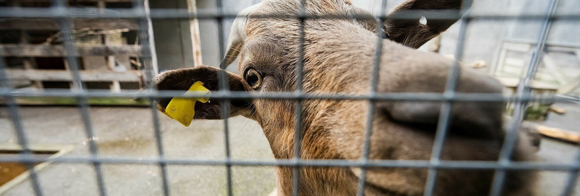 Ziege im Tierheim Zollstock begrüßt Besucher
