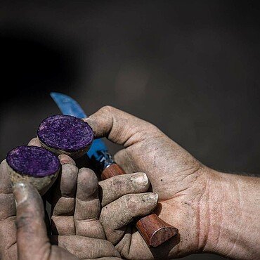 Ackercoach Lars Vissering schneidet eine lila Kartoffel auf