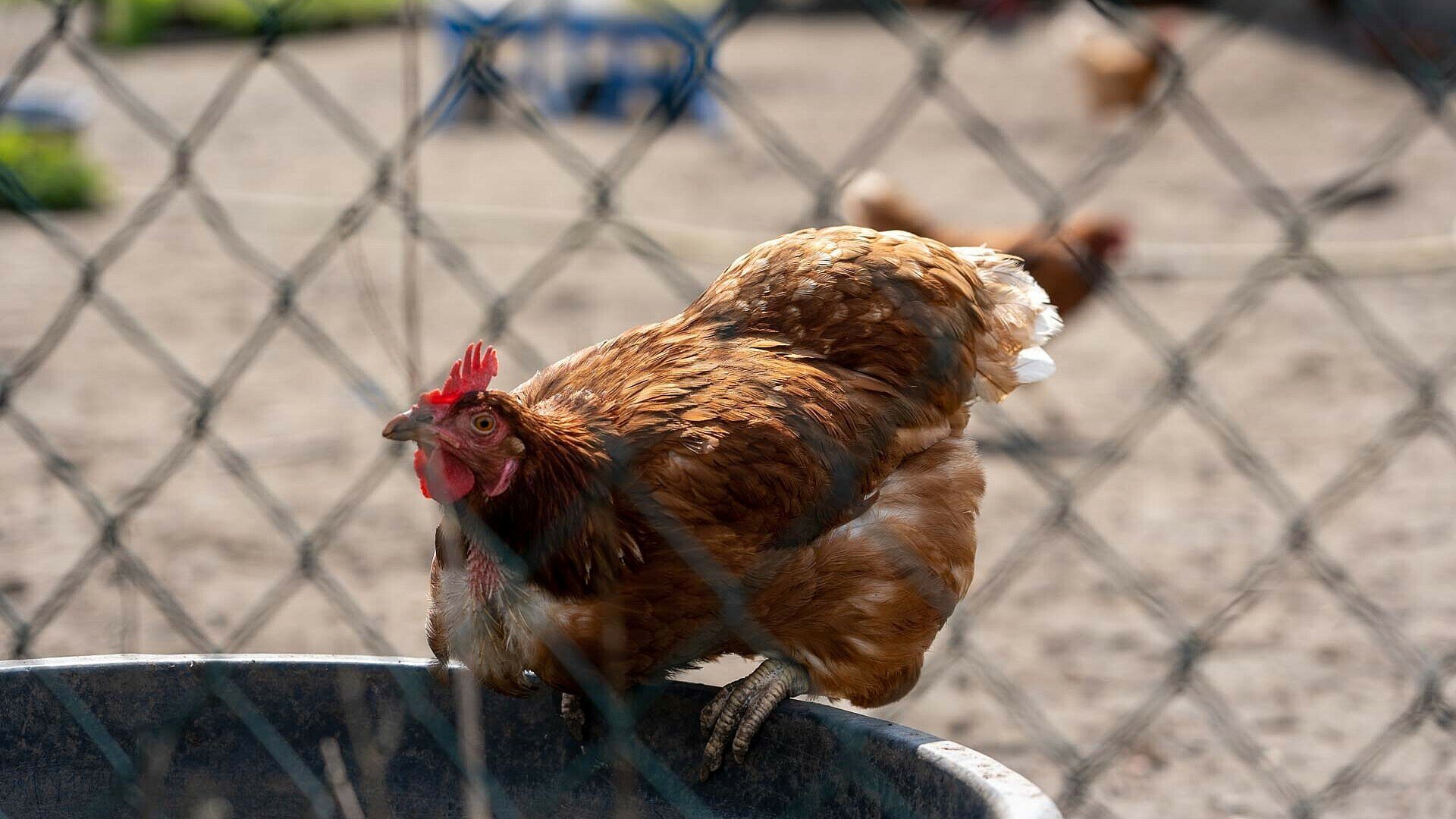 Hühnergehege auf dem Gelände des Kölner Biobauern in Humboldt/Gremberg 