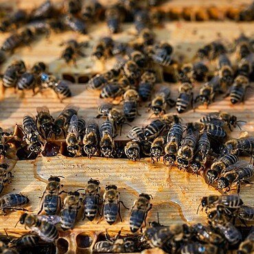 Die Bienen im Waldbadviertel trinken Maissirup, um diesen dann zu Nektar und Honig zu verarbeiten