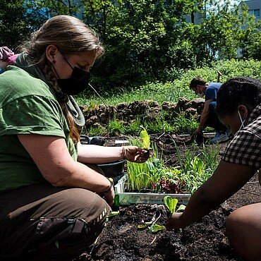 Ackercoach Sandra Vissering zeigt den GAG-Mietern, wie sie die Jungpflanzen im Gemeinschaftsgarten einpflanzen können
