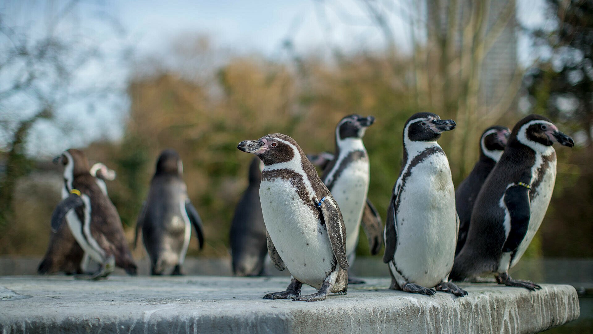 Pinguine stehen im Kölner Zoo